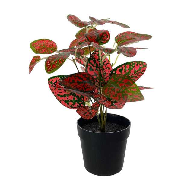 HOME Planta con macetera Rojo /Verde